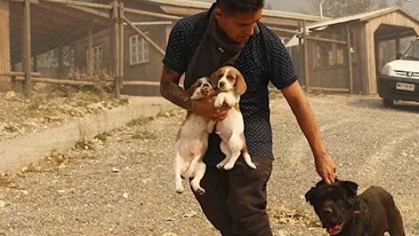 Ellos también sufren: ¿Cómo ayudar a los animales afectados por los incendios?
