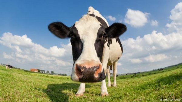 China afirma haber clonado tres "supervacas" altamente productivas
