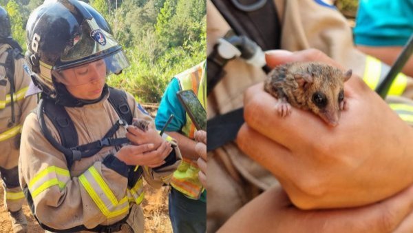 Bomberos rescata un monito del monte en medio de incendios: tenía quemaduras