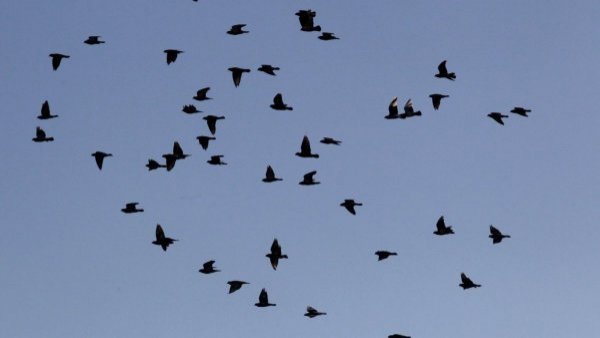SAG confirmó el primer caso de gripe aviar en aves domésticas
