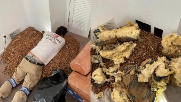 "Un poco acaparador": pájaro carpintero casi destruye casa al almacenar más de 300 kilos de bellotas
