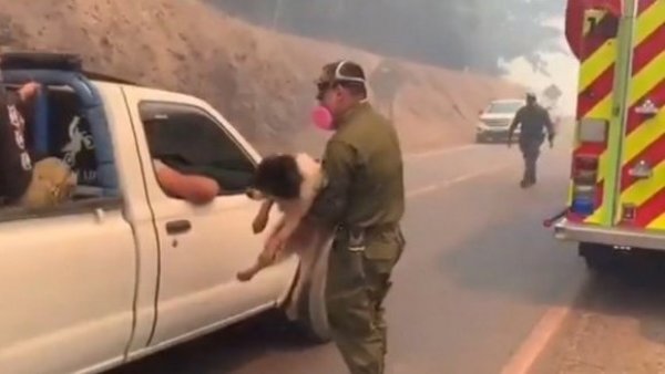 Animales heridos: Las otras víctimas de los incendios forestales
