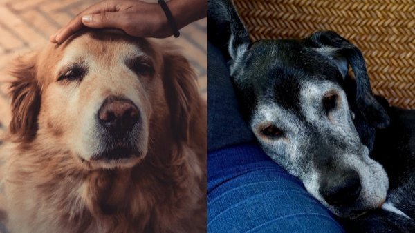 "No les hagas esto": veterinaria pide acompañar a mascotas cuando se van a sacrificar