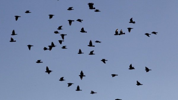 SAG confirmó el primer caso de gripe aviar en aves domésticas
