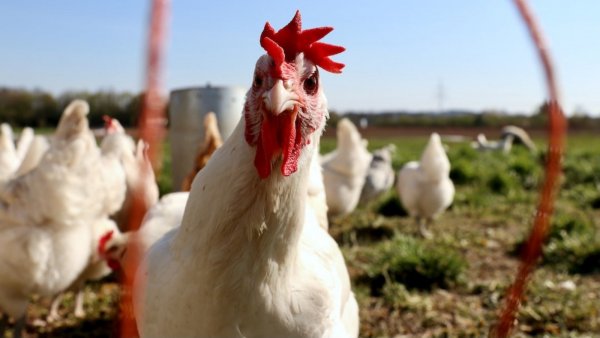 OMS en alerta por los crecientes brotes de gripe aviar en mamíferos
