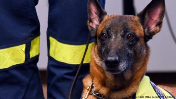 Terremotos: los perros rescatistas les ganan a los robots
