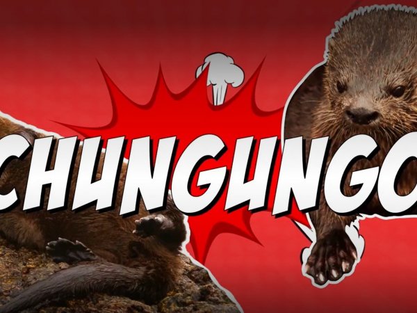 Animales Chilenos Superasombrosos | TVN Animales Chilenos Superasombrosos | TVN
