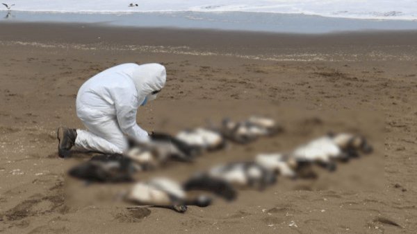 Investigan posible caso de gripe aviar: hallan más de 20 pingüinos muertos en Los Ríos
