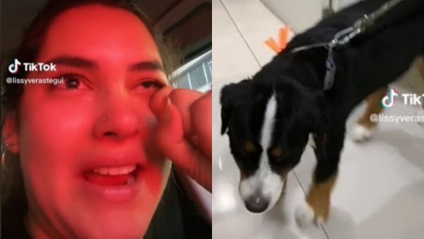 "Se parece a Don Ramón": joven llora desconsoladamente tras nuevo corte de pelo de su perrito
