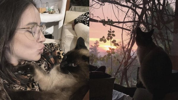 "Mi eterno guardián": la emoción de Denise Rosenthal para despedir a su gatito
