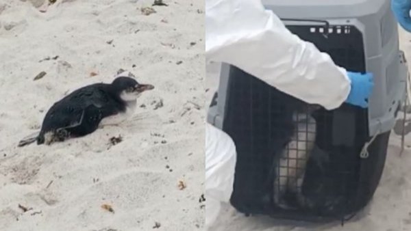 Investigan posible caso de gripe aviar en pingüino que apareció en Bahía Inglesa

