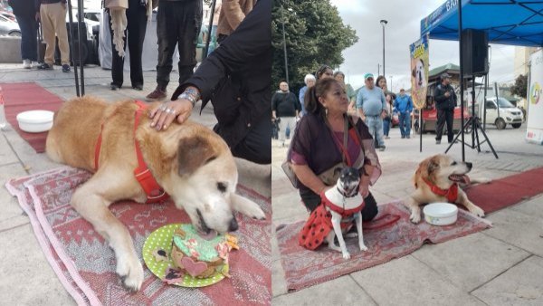 Don Luis Apolo, famoso perrito callejero de Osorno, celebró su cumpleaños
