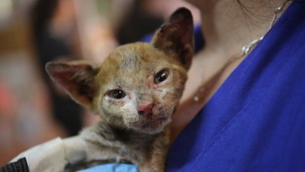 Convenio permitirá entregar atención médica a animales afectados por incendios
