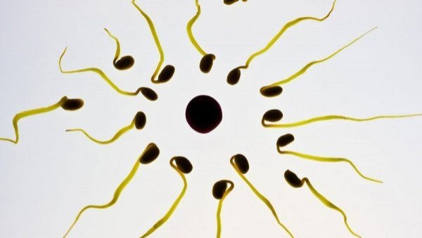 Primeros resultados exitosos: crean anticonceptivo masculino que inmoviliza espermatozoides
