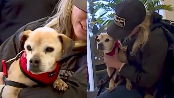 Perrito se reencontró con su familia tras 7 años desaparecido en Estados Unidos

