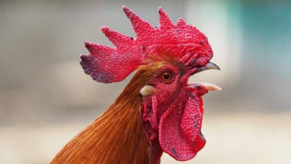 Irlanda: hombre murió tras ser brutalmente atacado por un gallo
