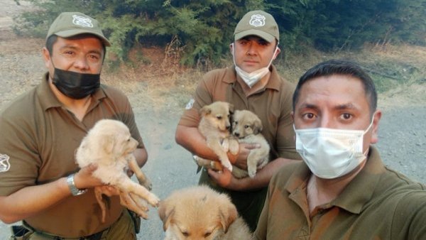 Carabineros rescata a cachorros de incendio forestal en Quillón: su madre falleció por las llamas
