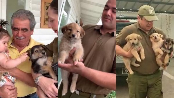 Cachorros rescatados de incendio fueron adoptados: uno será parte de la Comisaría de Quillón
