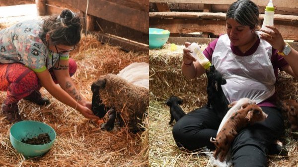 El trabajo de Colmevet: más de 2.600 animales atendidos tras incendios forestales
