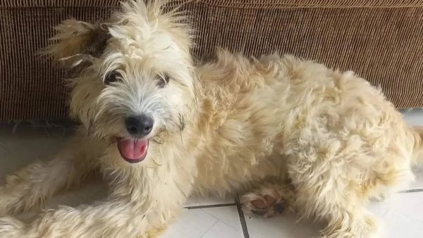 Perrita fue abandonada dentro de un sillón en Brasil: fue encontrada por compradora
