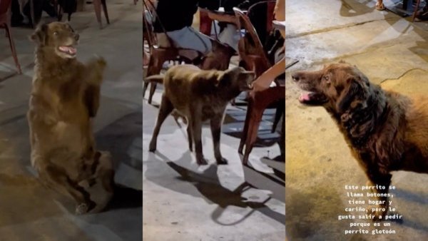 Un glotón: perrito sale todos los días a pedir comida a un bar de Iquique y se hace viral
