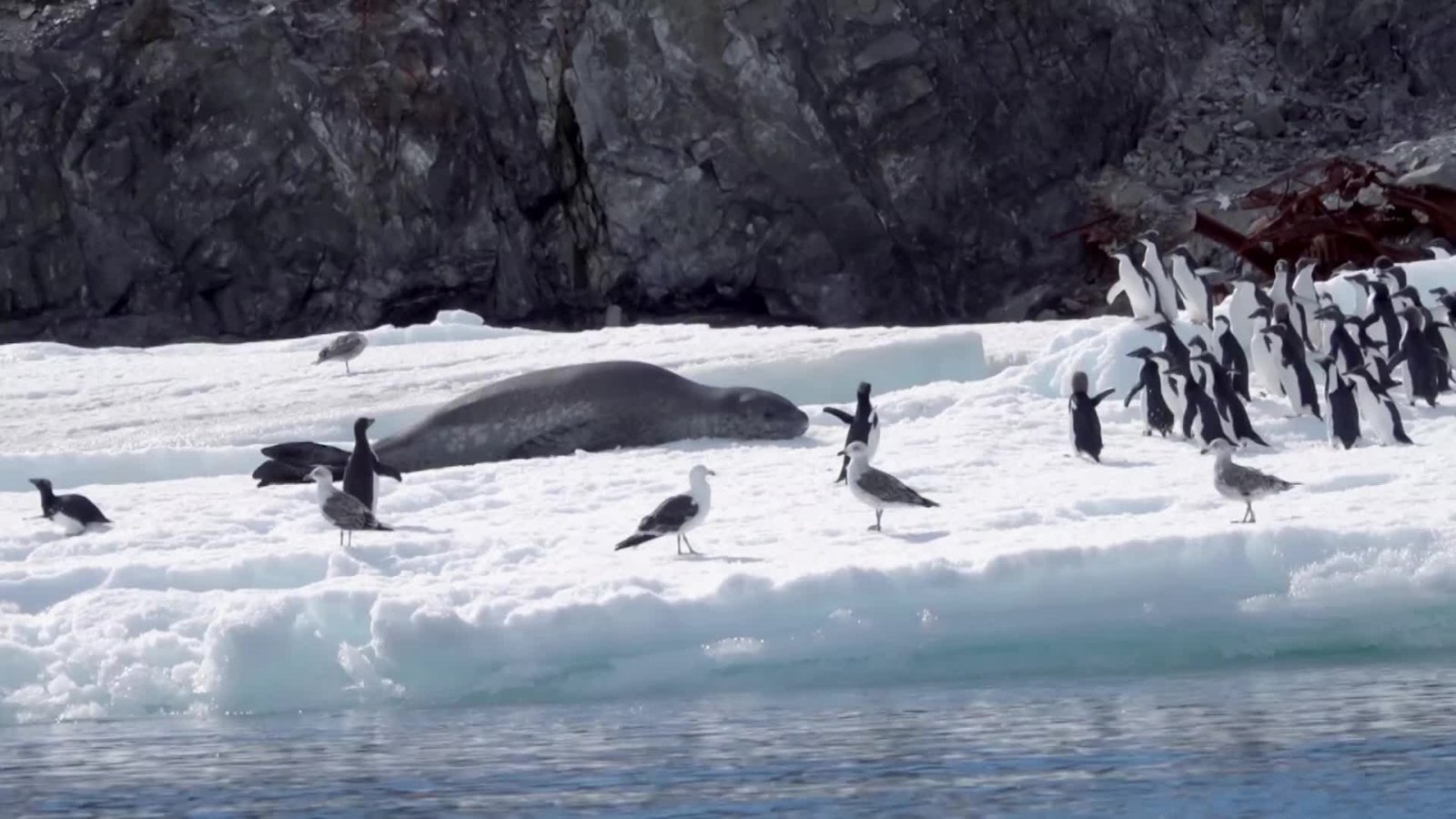 Costa Salvaje Capítulo 5: Costa Antártica
