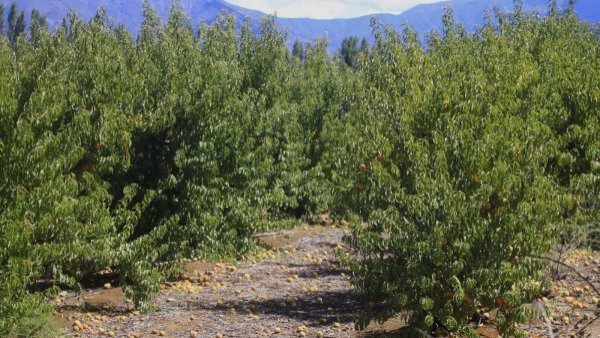 Minsal alerta por "tifus de los matorrales" presente en 3 regiones del país
