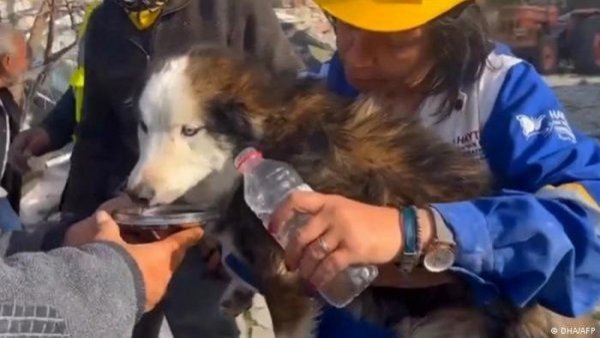 VIDEO: el emotivo rescate de un perro que estuvo 23 días bajo escombros tras terremoto en Turquía
