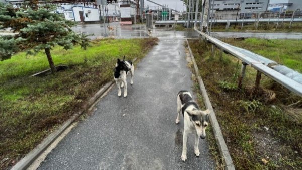 Los perros de Chernóbil podrían ser genéticamente distintos por la radiación

