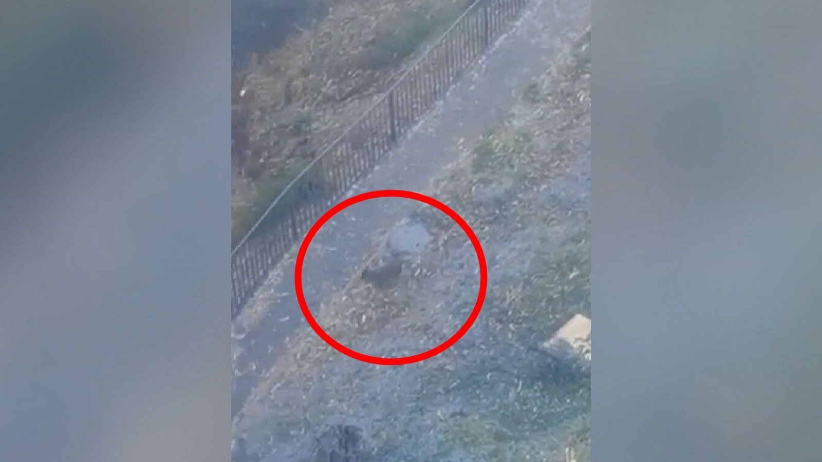 Pudú escapó de incendio forestal a metros de edificio residencial de San Pedro de la Paz
