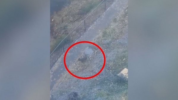 Pudú escapó de incendio forestal a metros de edificio residencial de San Pedro de la Paz
