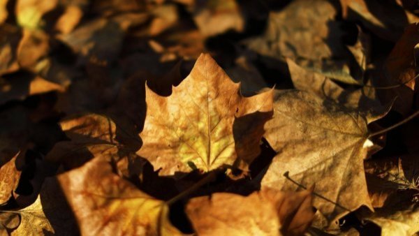 Adiós al verano: revisa cuándo y a qué hora comienza el otoño
