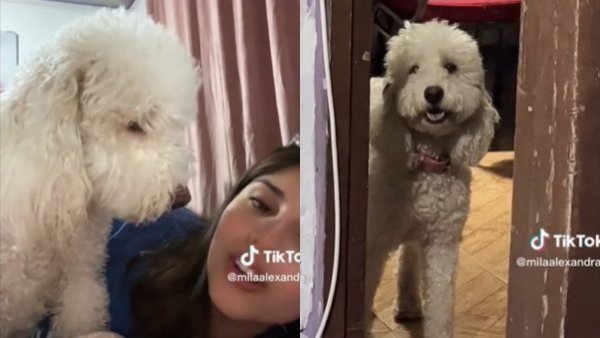 "El perro más miedoso del planeta": mascota con temor a las moscas se hace viral
