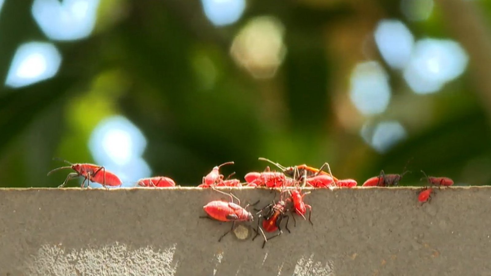¡Una pesadilla! Vecinos están aterrados por chinches del arce
