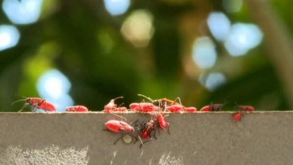 ¡Una pesadilla! Vecinos están aterrados por chinches del arce
