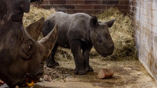Nace raro rinoceronte que se mantiene en peligro de extinción
