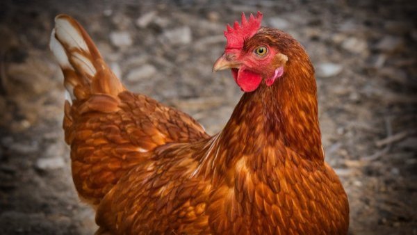 Alerta Temprana Preventiva en RM por caso de influenza aviar en ave de traspatio en Melipilla
