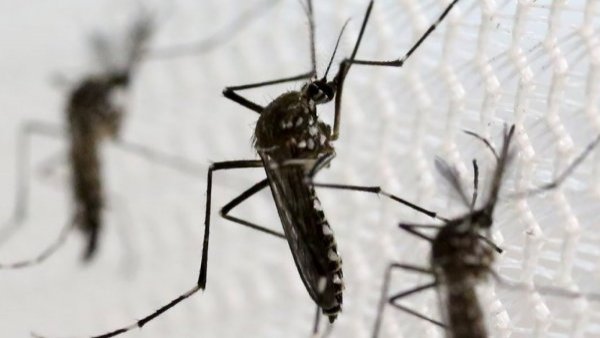 Declaran Alerta Temprana Preventiva en Arica por Dengue: confirman hallazgo “crítico”
