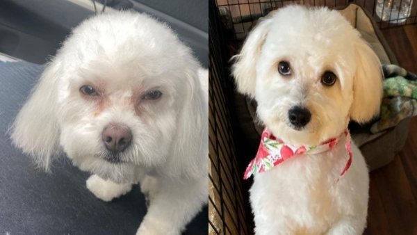 "Me dieron el perro equivocado": mujer llevó a su mascota a la peluquería y le devolvieron otro
