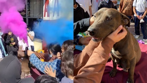 Escolares adoptaron perrita embarazada y organizaron baby shower
