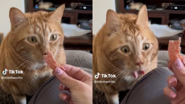 "Milo, el crítico": El popular gato que hace arcadas en TikTok

