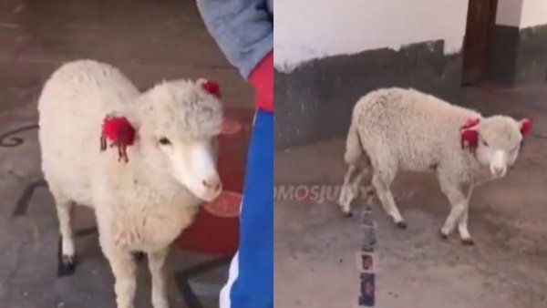 No quería dejarla sola: niño lleva a su oveja a clases y se vuelve viral
