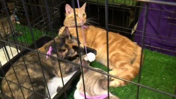 Exitosa jornada de adopción en el Miau Fest 2023
