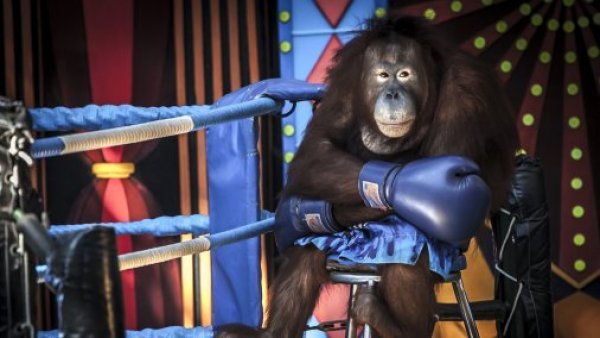 Santiago Wild: el festival de cine de vida salvaje y medioambiente regresa de forma presencial y gratis online
