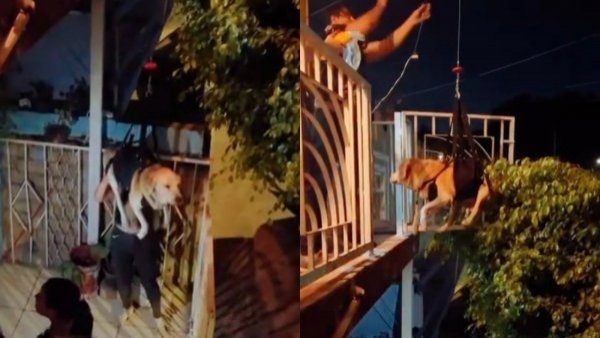 "Max volador": familia usa arnés para perrito que no puede subir escaleras
