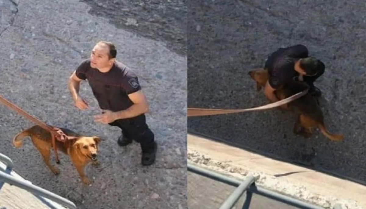 Bomberos rescatan a perro que casi se ahoga tras quedar atrapado en un ...