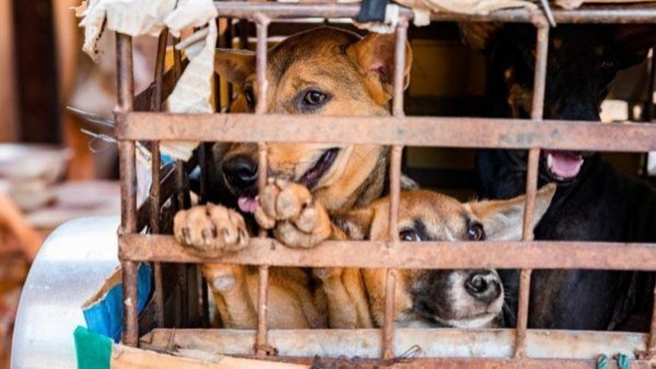 Mujer salvó a 200 perros que iban a ser vendidos a restaurante
