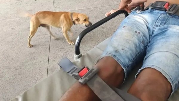 Perrito persiguió por kilómetros ambulancia que llevó a su dueño al hospital
