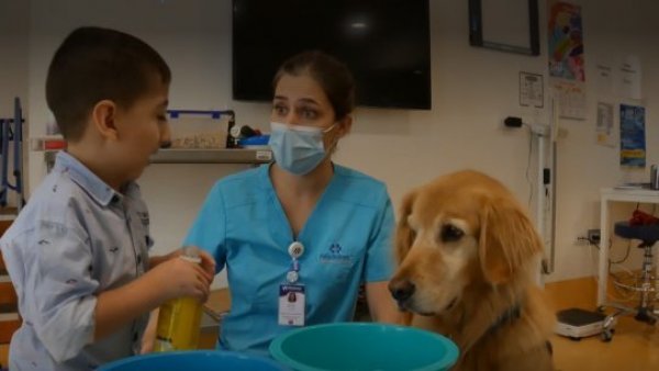 "Dogtores": Un equipo de canes especializado en rehabilitar
