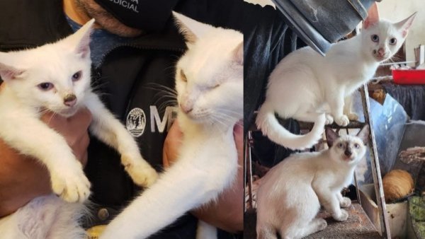 Horror: rescatan a 23 gatos de casa donde había otros congelados para ser cocinados
